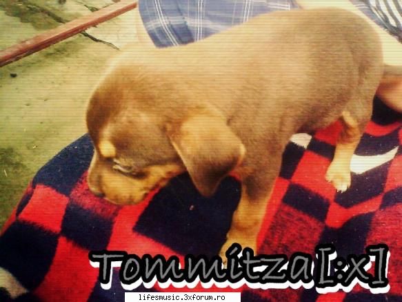 animale casa catel azorel1 pisica mitzu1 caine tommitza! ;dam dekt poza cuu tommitza cand era micut
